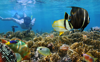 Diving